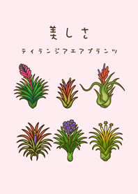 我養的空氣鳳梨開花期(蜜桃粉)