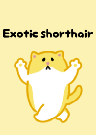 ขนสั้นแปลกใหม่ 3