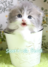 Healing kitten Scottish