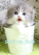 Healing kitten Scottish