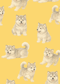 Alaskan Malamute puppy2 l y