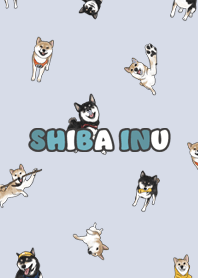shibainu3 / alice blue