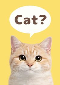 Gato Simples 2 Yellow 01