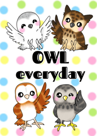 Owl everyday