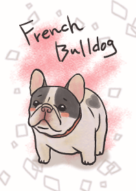 O Bulldog Francês Pyde é fofo.