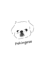 Everyday Pekingese/White (Simple)