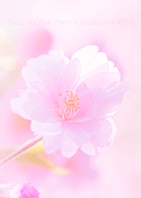 Real double cherry blossom #7-9