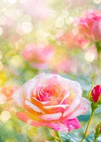 Beautiful rose flower(R1980)