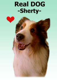 Real DOG - Sherty -
