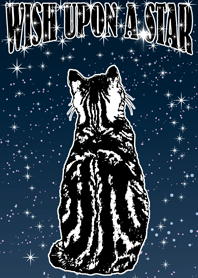 星に願いを (猫)