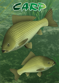 CARP (1)