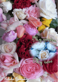 My garden, My rose_Pierre de Ronsard_5