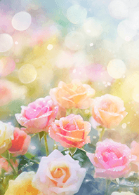 Beautiful rose flower(R2411)