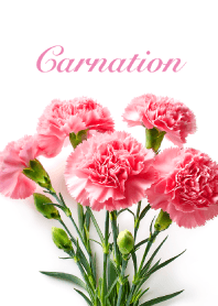 Carnation vol.15