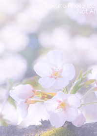 Sakura Photo 182 Not AI