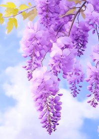 beautiful and romantic wisteria