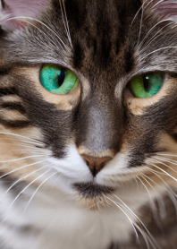 Nyanko Great Runaway#MADLJ529.