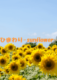ひまわり-sunflower-