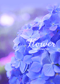 Flower -紫あじさい