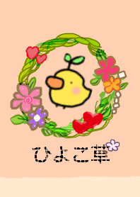 ひよこ草の着替え