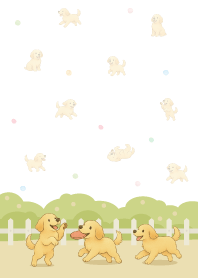 โกลเด้นรีทรีฟเวอร์ในสวน_สีฟ้า1