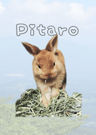 Pitaro is rabbit