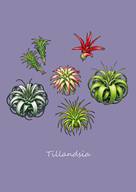 Elegant Air Plants(Morandi purple)