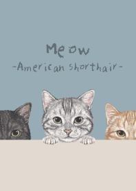 Meow - American Shorthair - DUSTY BLUE