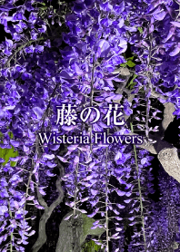 "Wisteria flowers 7" theme