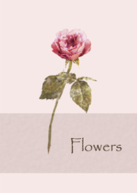 Antique elegant rose1.