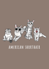 american shorthair1 - brown