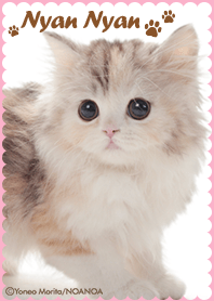 Nyan Nyan -cute kittens-