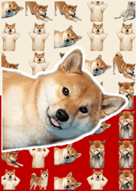 柴犬真人表演 米紅色