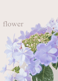 爽やかなあじさいの花・6