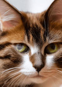 Nyanko Great Runaway#mngap59.