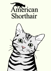 American Shorthair!