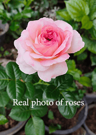 Pink roses, real photos