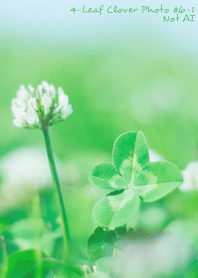 4-leaf clover Photo #6-1 Not AI