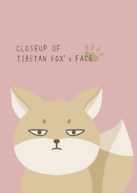 CLOSEUP OF TIBETAN FOX's FACE-PINK BEIGE