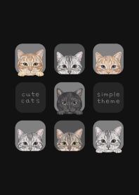 CATS - American Shorthair - BLACK/GRAY