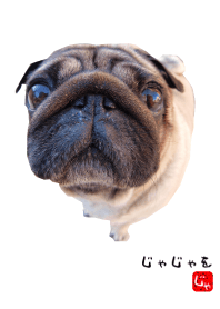 我が家の愛犬～パグのじゃじゃを～（写真）