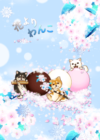 花よりわんこ7（柴犬、桜、冬、雪)＠冬特集