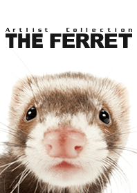 Artlist Collection THE FERRET