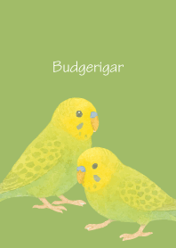 Cute Budgerigar3 on green