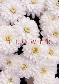 FLOWER -KIKU- 58