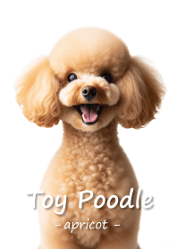 Toy Poodle [apricot]