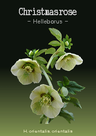 Christmasrose <Helleborus> H.orientalis