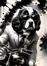 Maltipoo Tinta 17