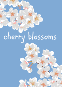 +cherry blossoms+