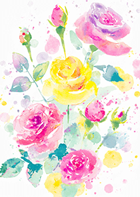 Beautiful rose flower(R4169)